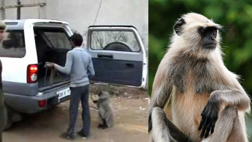 Langurs 1-trad...